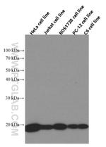 Cyclophilin B Antibody in Western Blot (WB)