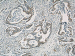 Cyclophilin B Antibody in Immunohistochemistry (Paraffin) (IHC (P))