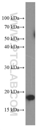 Cyclophilin B Antibody in Western Blot (WB)