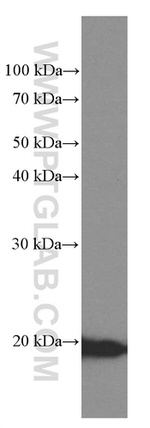 Cyclophilin B Antibody in Western Blot (WB)