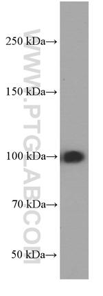 MMS19 Antibody in Western Blot (WB)