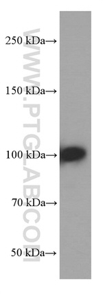 MMS19 Antibody in Western Blot (WB)