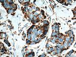 NDUFA4L2 Antibody in Immunohistochemistry (Paraffin) (IHC (P))