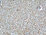 Albumin Antibody in Immunohistochemistry (Paraffin) (IHC (P))