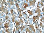 Albumin Antibody in Immunohistochemistry (Paraffin) (IHC (P))