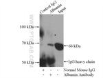 Albumin Antibody in Immunoprecipitation (IP)