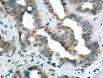 PA2G4 Antibody in Immunohistochemistry (Paraffin) (IHC (P))