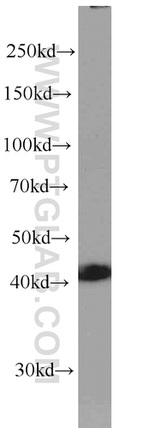 PA2G4 Antibody in Western Blot (WB)