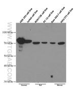 RACGAP1 Antibody in Western Blot (WB)