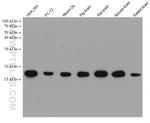 Cofilin Antibody in Western Blot (WB)