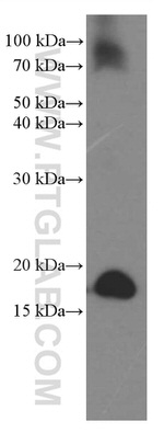 Cofilin Antibody in Western Blot (WB)