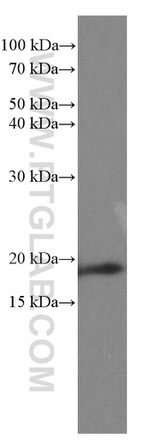 Cofilin Antibody in Western Blot (WB)