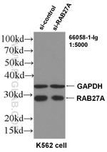 RAB27A Antibody in Western Blot (WB)