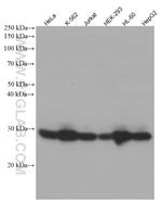 RAB27A Antibody in Western Blot (WB)