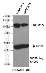 RBM15 Antibody in Western Blot (WB)