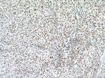 RBM15 Antibody in Immunohistochemistry (Paraffin) (IHC (P))