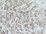 RBM15 Antibody in Immunohistochemistry (Paraffin) (IHC (P))