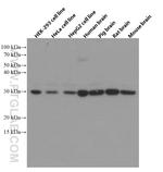 14-3-3 Antibody in Western Blot (WB)