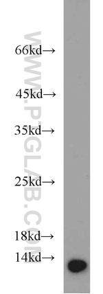 NTF2 Antibody in Western Blot (WB)