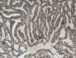 NTF2 Antibody in Immunohistochemistry (Paraffin) (IHC (P))