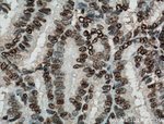 NTF2 Antibody in Immunohistochemistry (Paraffin) (IHC (P))