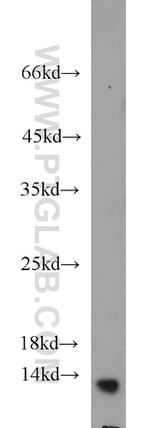 NTF2 Antibody in Western Blot (WB)