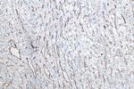 CD31 Antibody in Immunohistochemistry (Paraffin) (IHC (P))