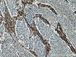 Caveolin-1 Antibody in Immunohistochemistry (Paraffin) (IHC (P))