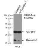 Caveolin-1 Antibody in Western Blot (WB)