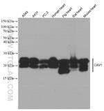 Caveolin-1 Antibody in Western Blot (WB)