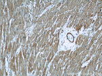 Caveolin-1 Antibody in Immunohistochemistry (Paraffin) (IHC (P))