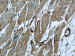 Caveolin-1 Antibody in Immunohistochemistry (Paraffin) (IHC (P))