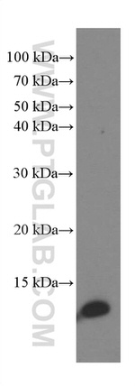 SRP9 Antibody in Western Blot (WB)