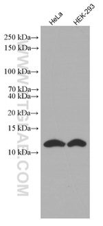 SRP9 Antibody in Western Blot (WB)