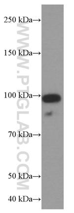 USP1 Antibody in Western Blot (WB)