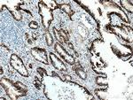 Integrin alpha-3 Antibody in Immunohistochemistry (Paraffin) (IHC (P))