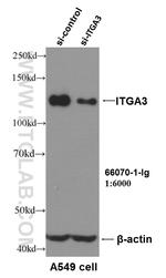 Integrin alpha-3 Antibody in Western Blot (WB)