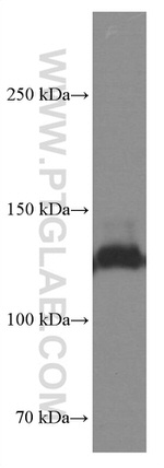 Integrin alpha-3 Antibody in Western Blot (WB)