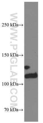 Integrin alpha-3 Antibody in Western Blot (WB)