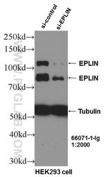 EPLIN Antibody in Western Blot (WB)