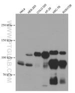 EPLIN Antibody in Western Blot (WB)