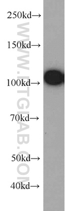 EPLIN Antibody in Western Blot (WB)