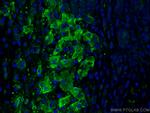 Apolipoprotein H Antibody in Immunohistochemistry (PFA fixed) (IHC (PFA))