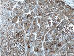 Apolipoprotein H Antibody in Immunohistochemistry (Paraffin) (IHC (P))