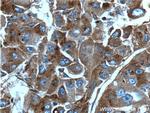 Apolipoprotein H Antibody in Immunohistochemistry (Paraffin) (IHC (P))