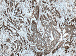 Apolipoprotein H Antibody in Immunohistochemistry (Paraffin) (IHC (P))