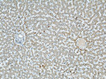 Apolipoprotein H Antibody in Immunohistochemistry (Paraffin) (IHC (P))