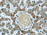 Apolipoprotein H Antibody in Immunohistochemistry (Paraffin) (IHC (P))