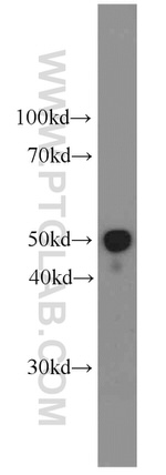 Apolipoprotein H Antibody in Western Blot (WB)