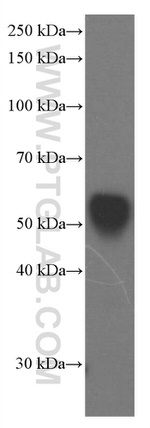 Apolipoprotein H Antibody in Western Blot (WB)